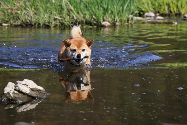 cagnolino che nuota