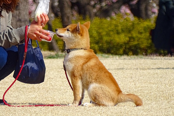 shiba inu seduto