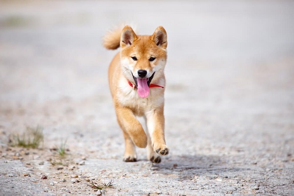 cagnolino che corre per strada