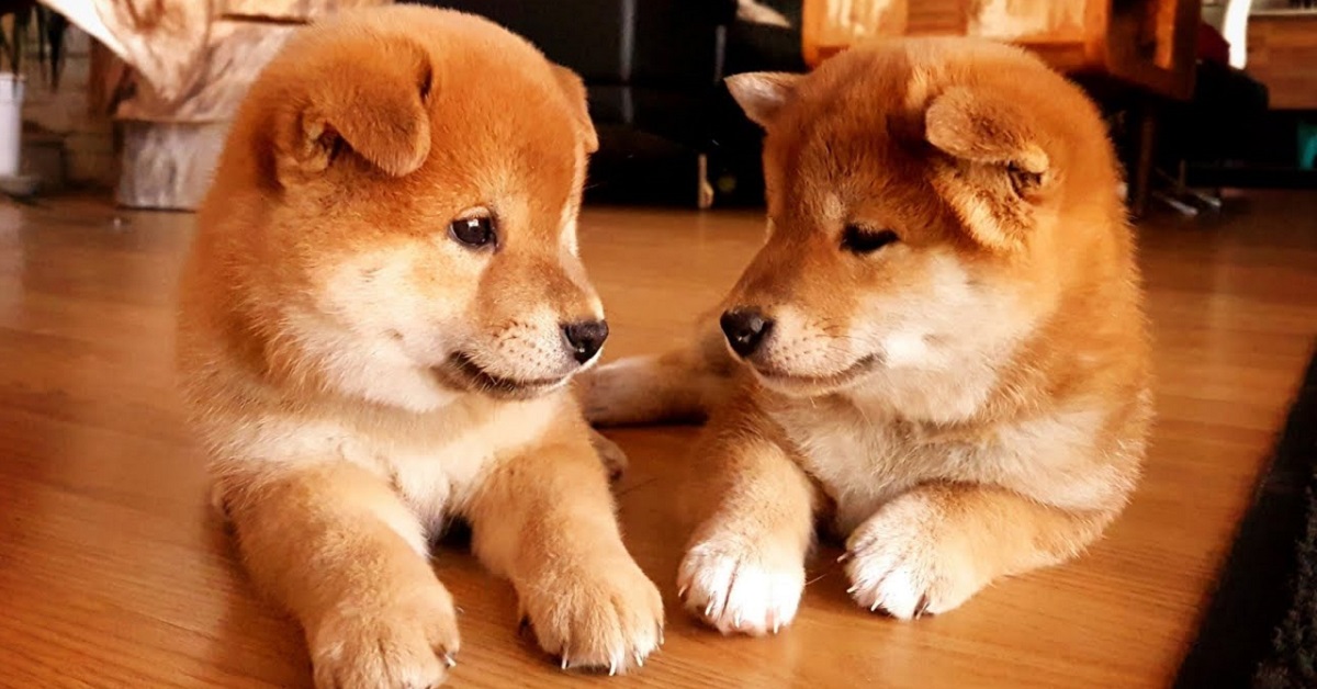 due cagnolini su un tavolo