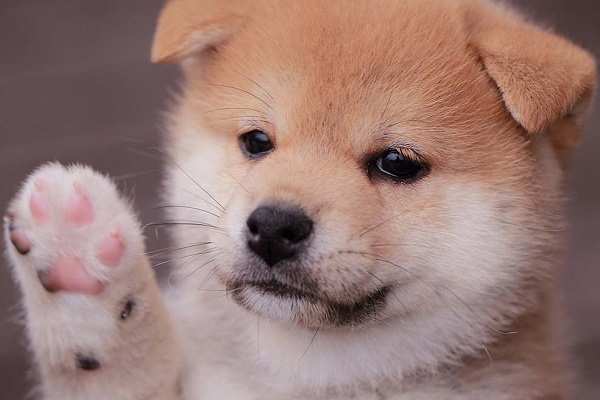 cucciolo di shiba inu con zampetta alzata