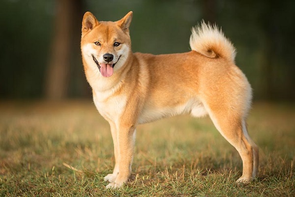 shiba inu su un prato