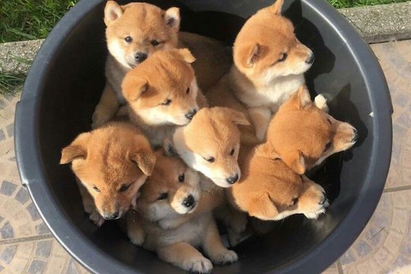 cuccioli di shiba inu