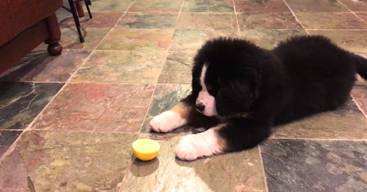 Un cucciolo di Bernese gioca con un pezzo di limone (VIDEO)