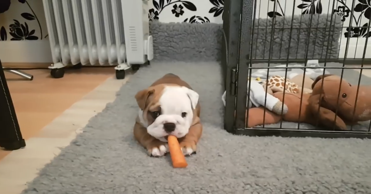Cucciolo di Bulldog gioca da solo con una carota (VIDEO)