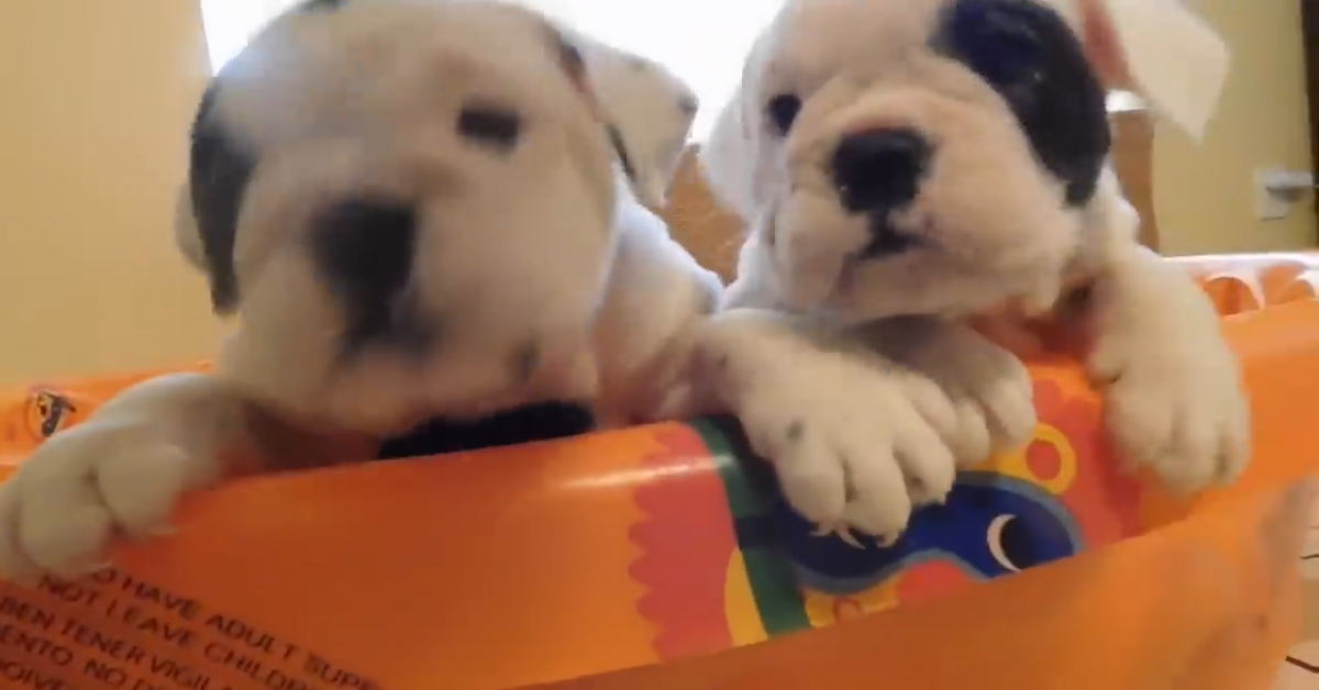 Cuccioli di Bulldog incontrano il loro papà per la prima volta (VIDEO)