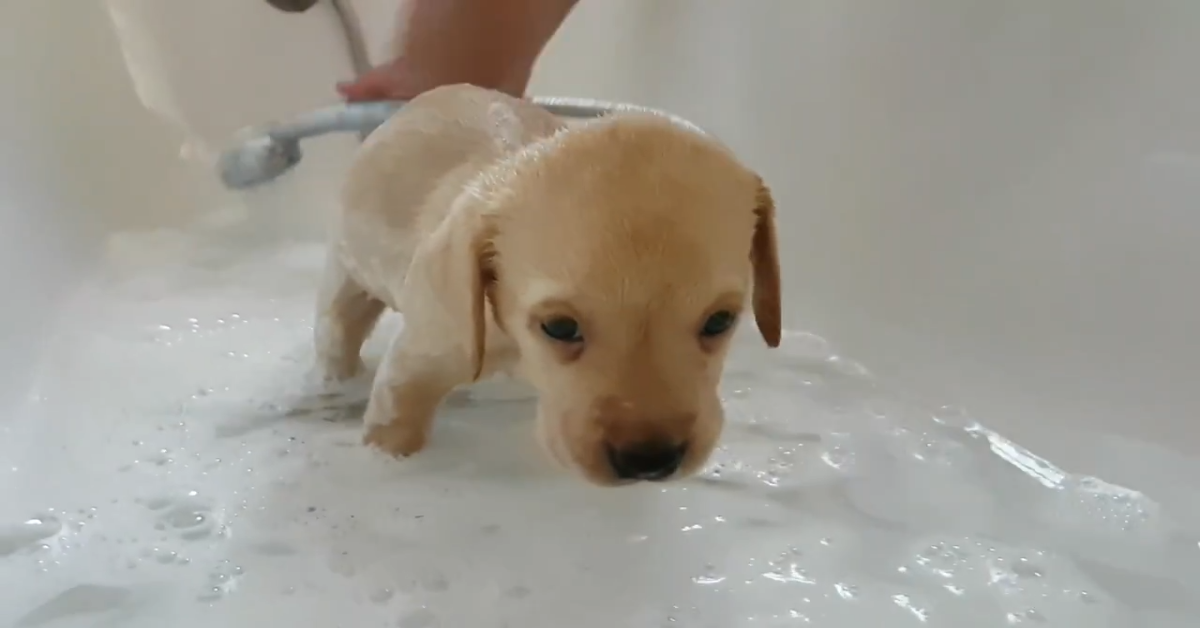 Un cucciolo di Labrador fa il bagno dentro la vasca (VIDEO)