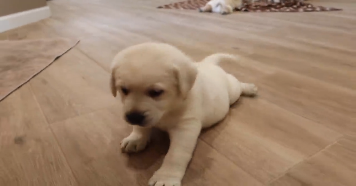 Un cucciolo di Labrador impara a correre in casa (VIDEO)