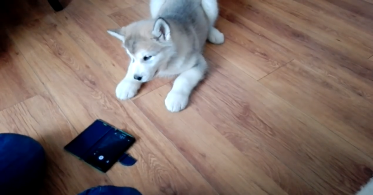 Cucciolo di Alaskan Malamute parla con la sua mamma umana (VIDEO)