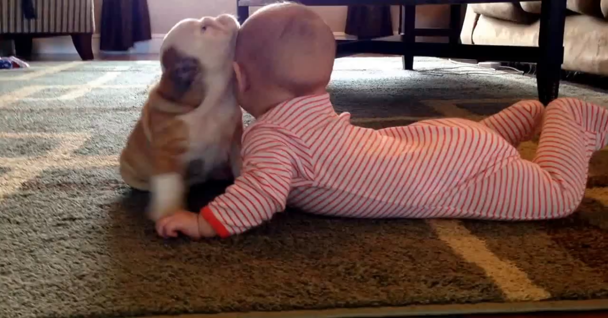 Cucciolo di Bulldog e cucciolo umano sono inseparabili (VIDEO)