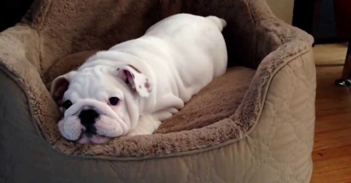 Cucciolo di Bulldog gioca da solo sulla sua cuccia nuova: è tenerissimo (VIDEO)