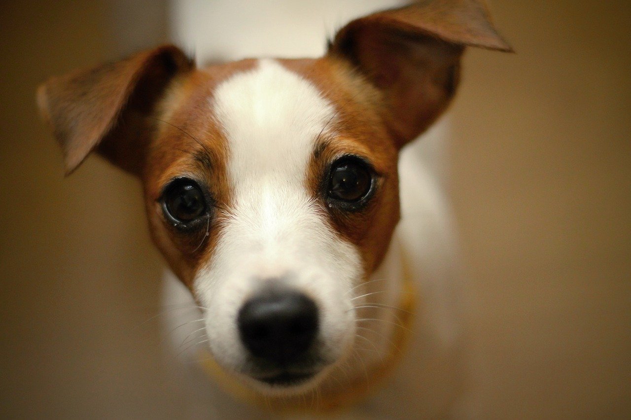 cagnolino richiede cibo