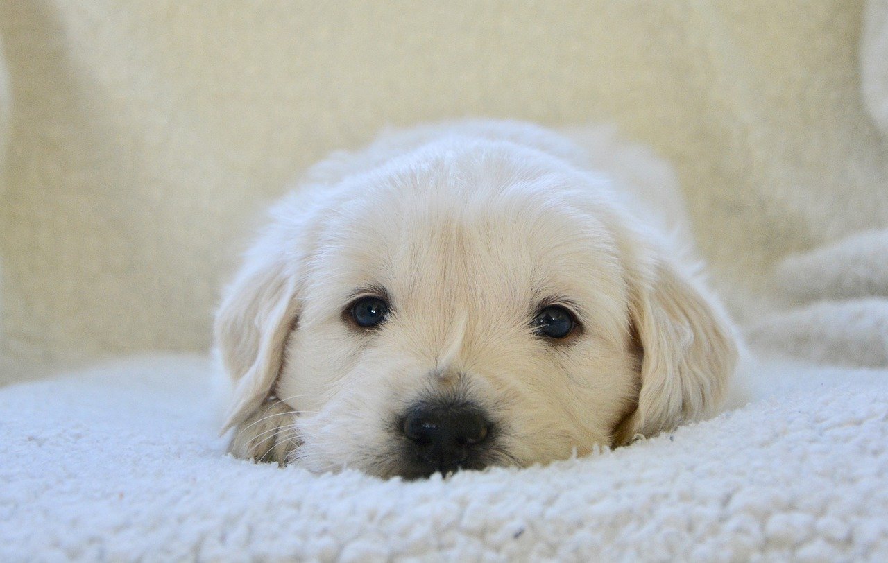 cane tenero e dolce