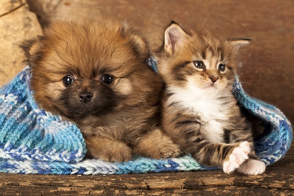 due cuccioli avvolti da una coperta