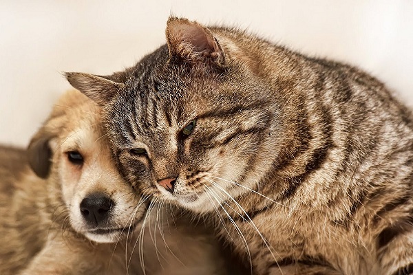 cane e gatto muso contro muso