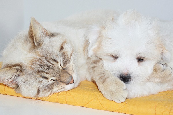 gatto dorme accanto a cagnolino bianco