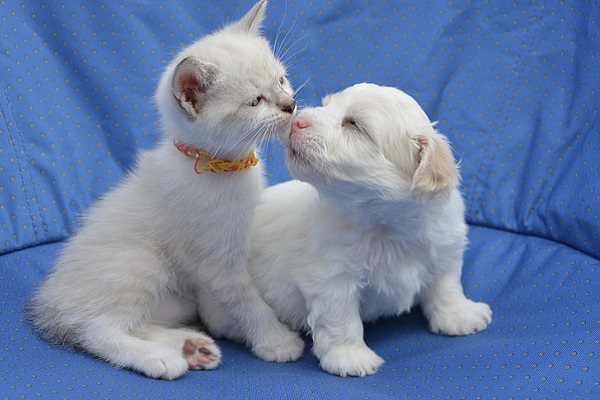 due cuccioli di cane e gatto si annusano a vicenda