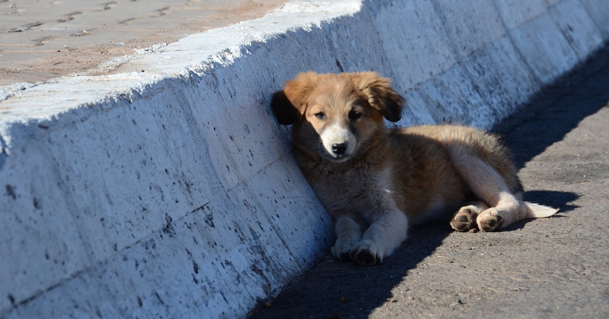 cucciolo di cane in strada