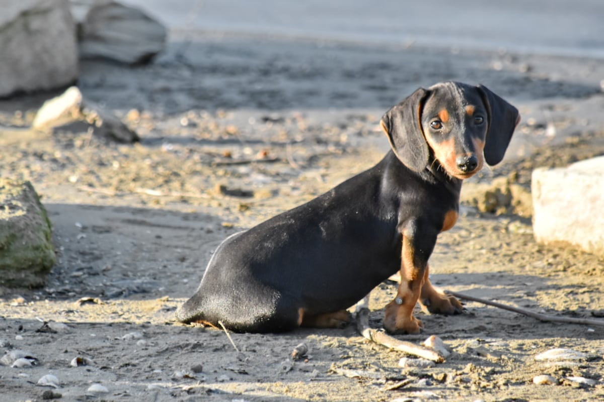 cucciolo di cane al bordo della strada