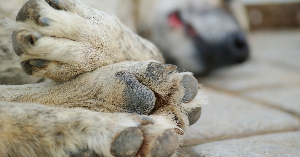 cucciolo di cane a terra