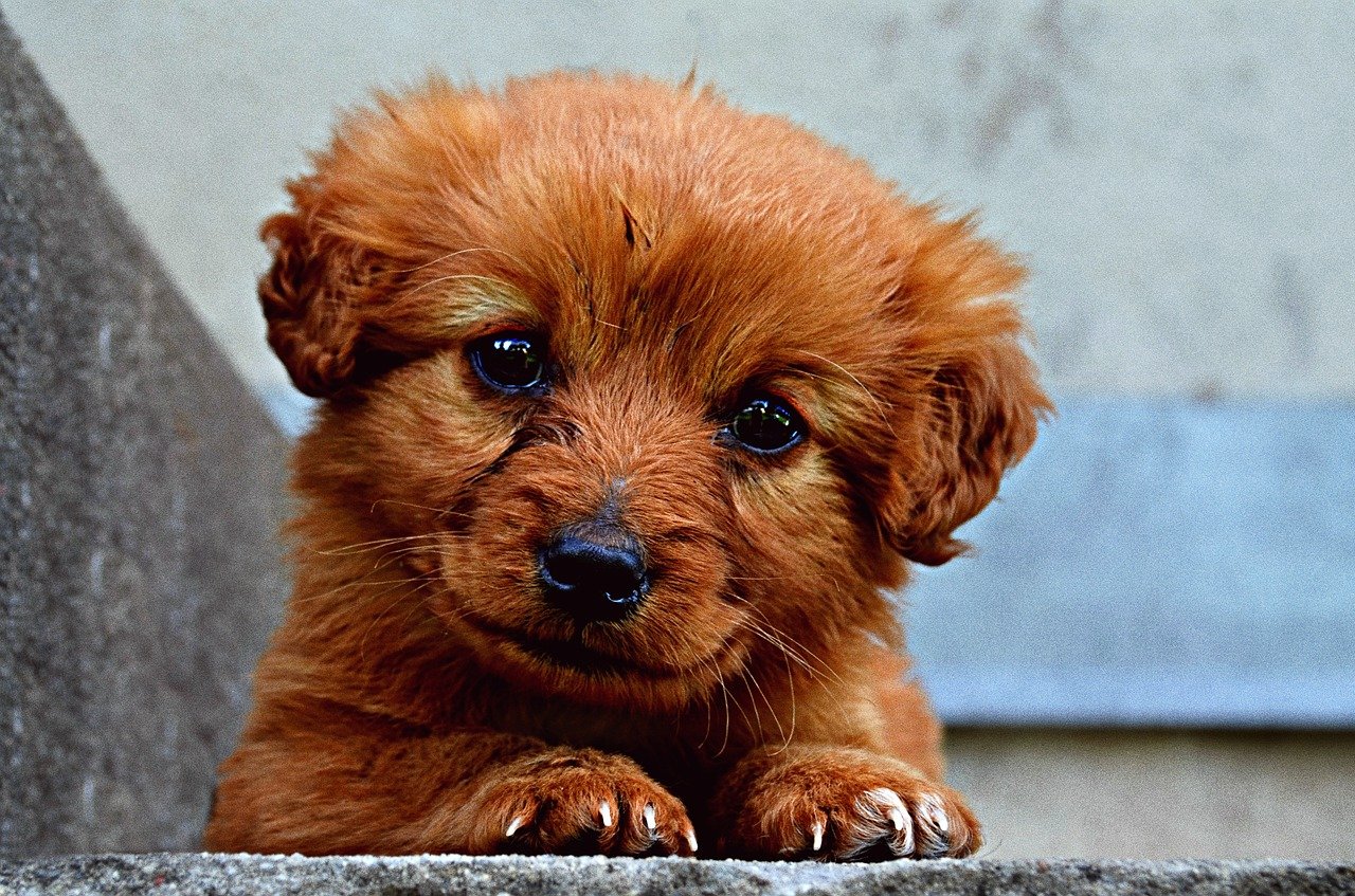 Cucciolo di cane non risponde se lo chiamo: ecco perché lo fa e come rimediare