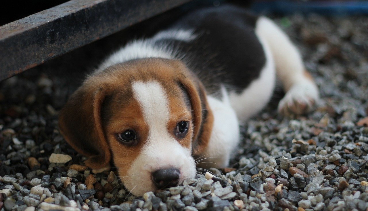 cagnolino si riposa