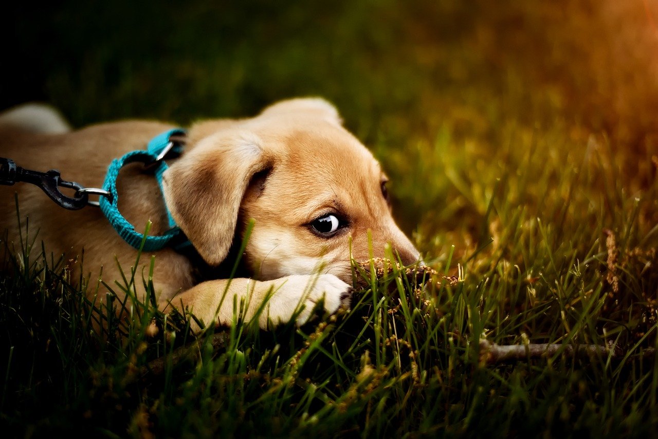 cagnolino si rilassa nell'erba