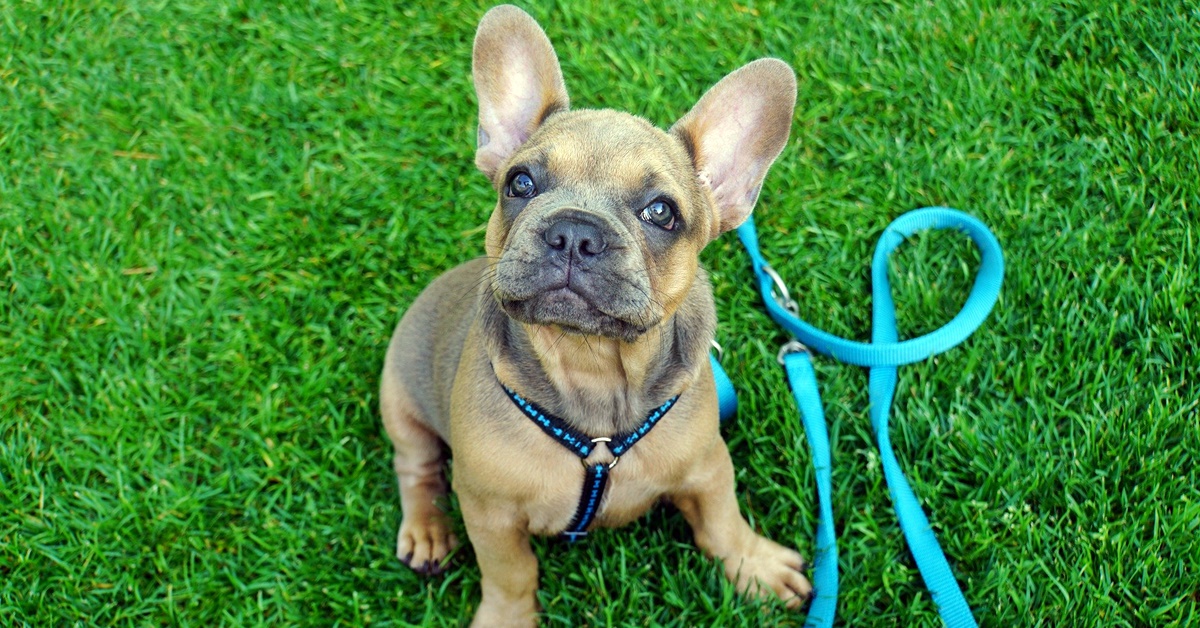 Cucciolo di cane, quando può iniziare a fare passeggiate?