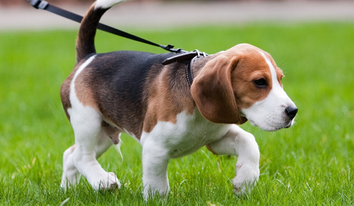 cucciolo di beagle