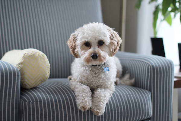 cucciolo di cane può vivere fuori