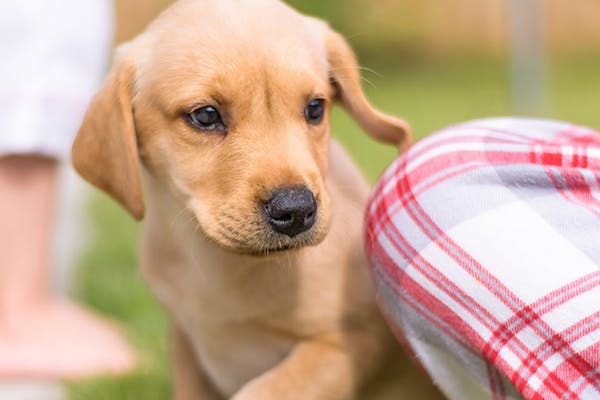 cucciolo di cane può vivere fuori