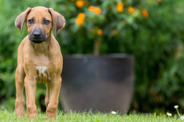 cucciolo di cane può vivere fuori