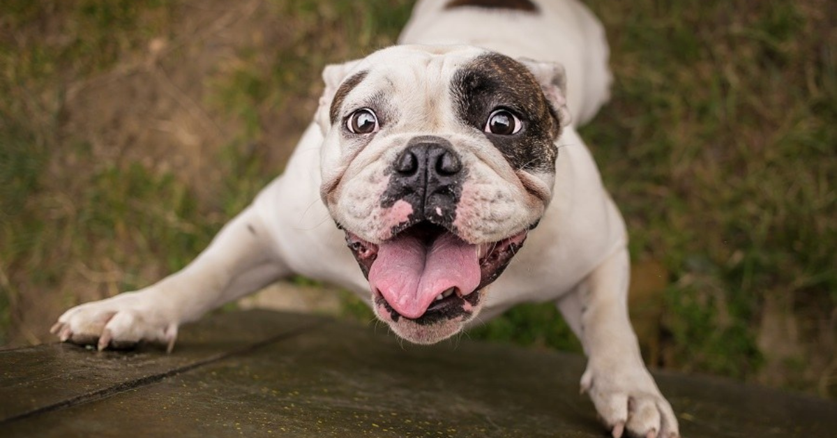 Cucciolo di cane, può vivere fuori o è meglio che abbia un riparo?