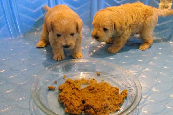 due cuccioli di 3 settimane mangiano