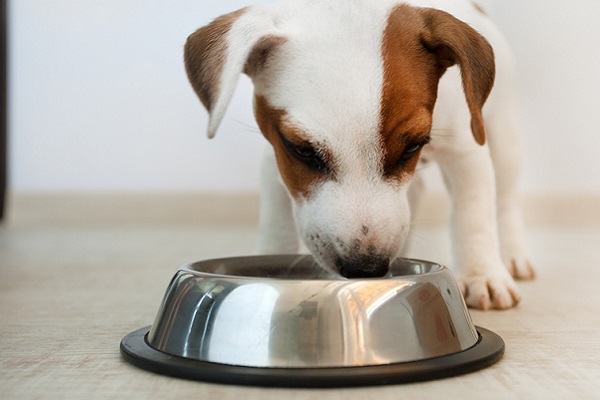 cagnolino che mangia