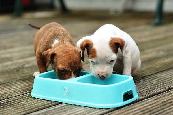 due cagnolini mangiano da ciotola blu