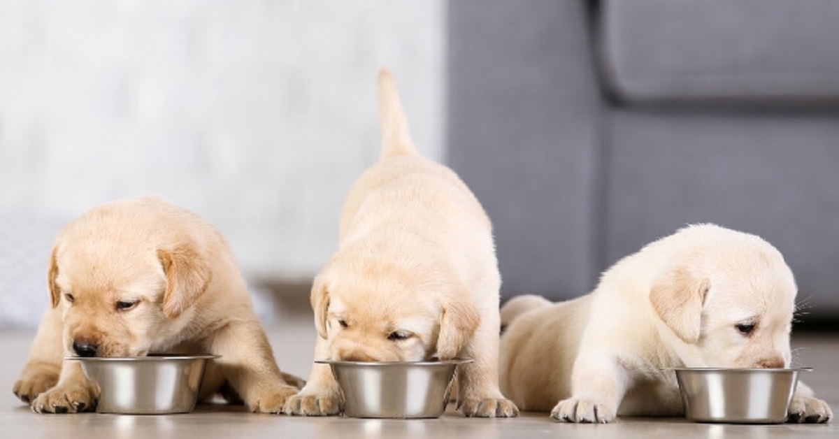 tre cuccioli mangiano da ciotola