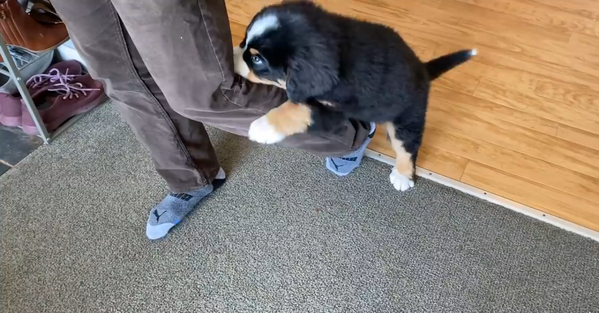 Cucciolo di cane tira il padrone che fa finta di uscire (VIDEO)
