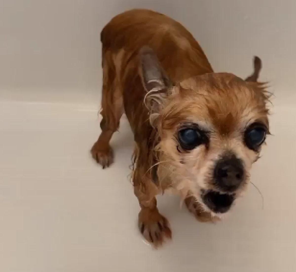 cucciolo chihuahua vasca da bagno