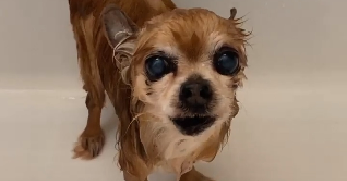 Cucciolo di chihuahua non approva il bagnetto (VIDEO)