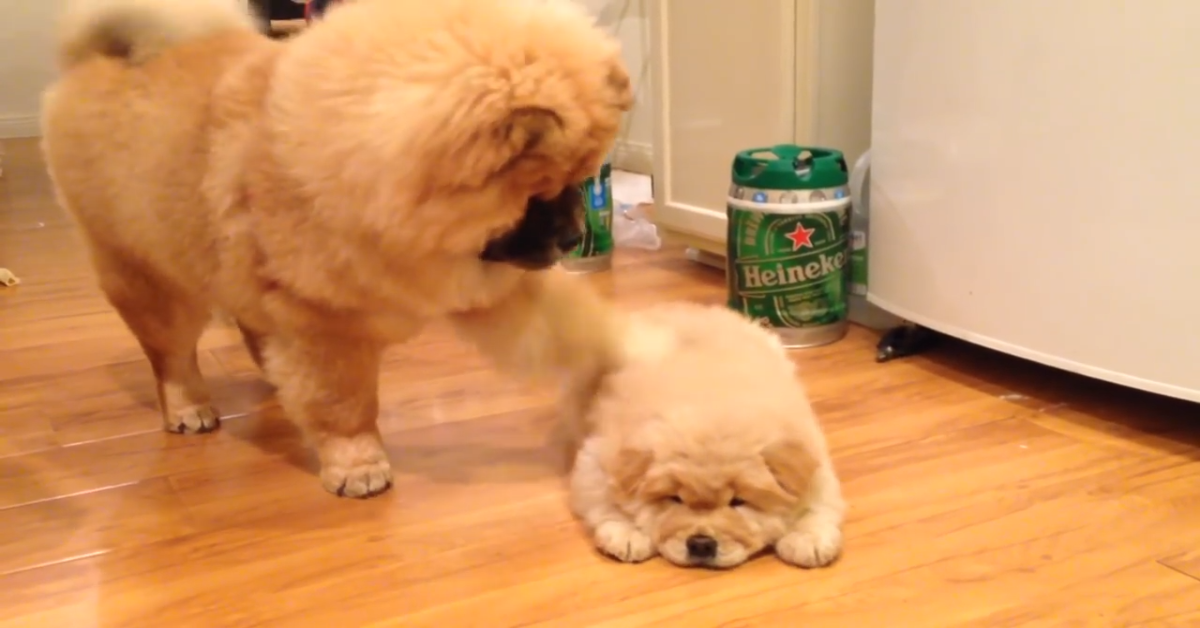 Cucciolo di Chow Chow incontra un suo simile per la prima volta (VIDEO)
