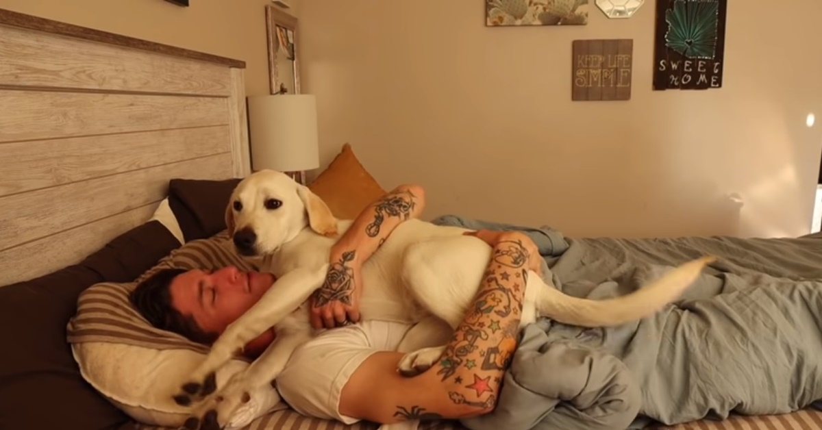 Cucciolo di Labrador sveglia così il suo padrone: la tenerezza è incontenibile (video)