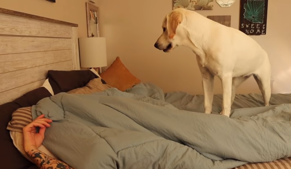 cane salta sul letto