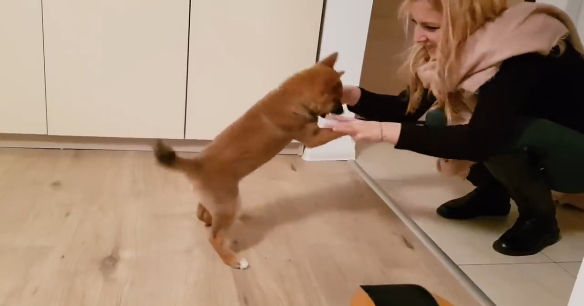 Cucciolo di Shiba Inu non riesce a trattenere la sua felicità (VIDEO)