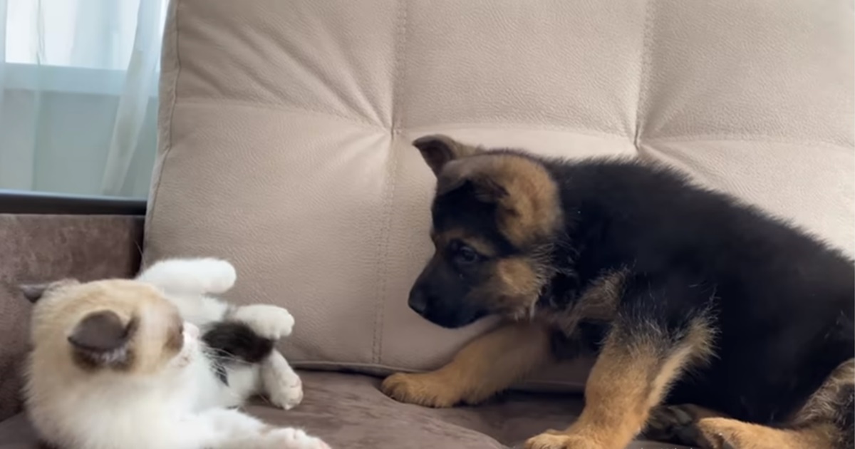 cucciolo di pastore tedesco gioca con un gattino
