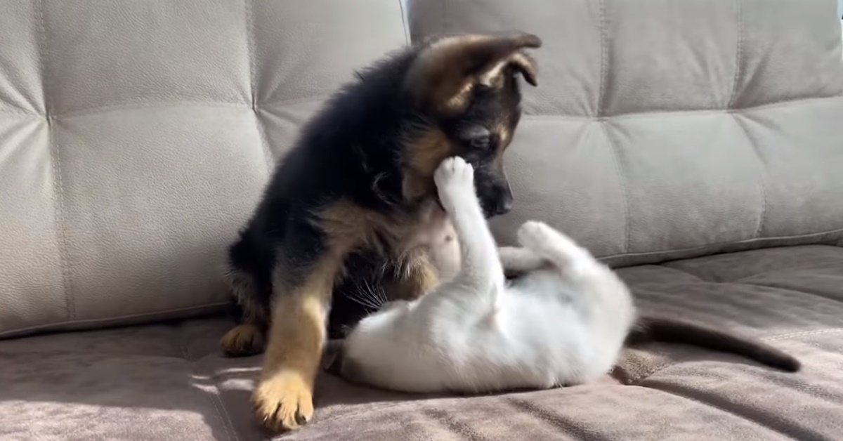 Cucciolo di Pastore tedesco fa impazzire tutti giocando con il gattino (video)