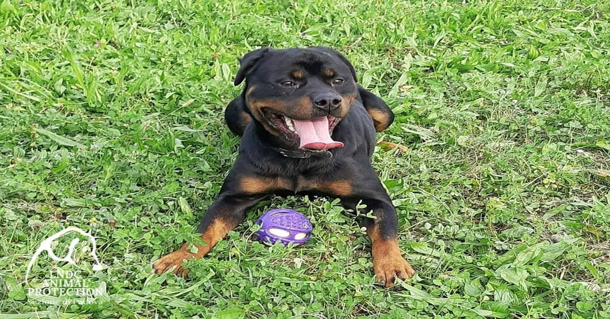 LNDC sezione di Padova: Gipsy, cucciolone di Rottweiler da adottare