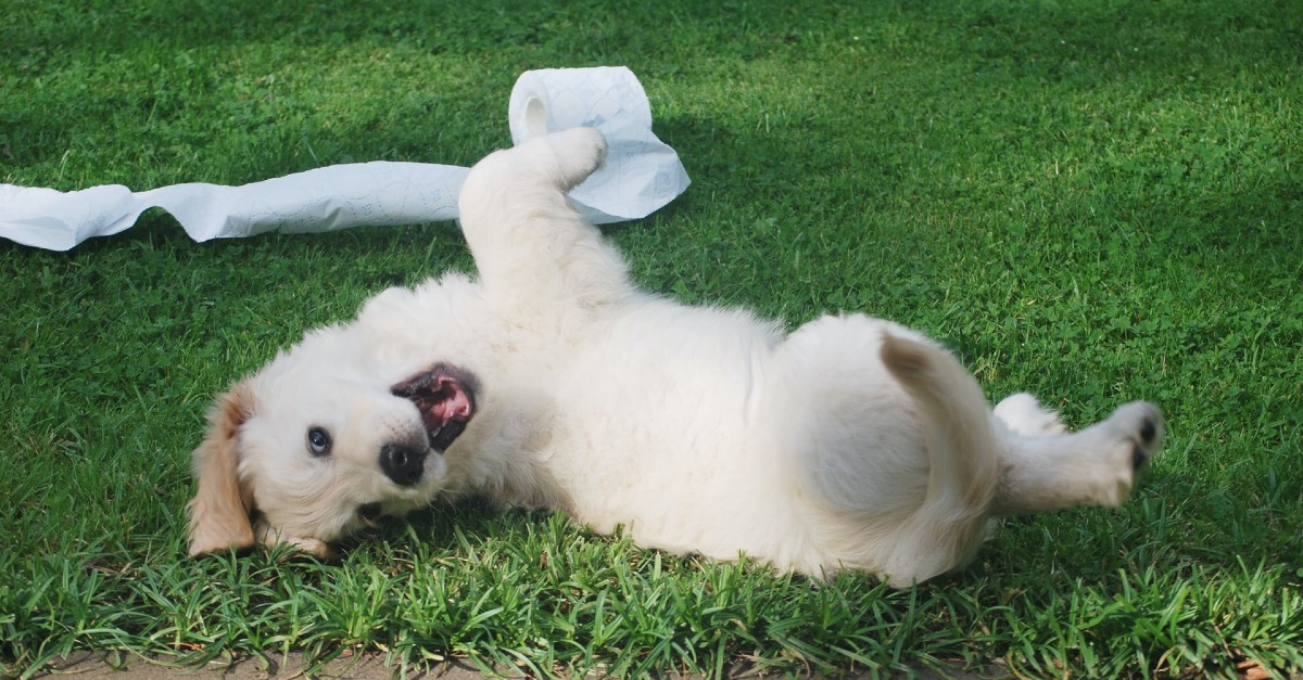 come scegliere un cucciolo di cane