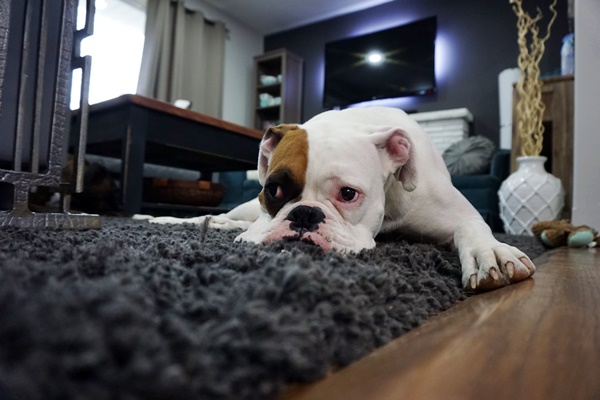 bulldog che dorme in casa sul tappeto