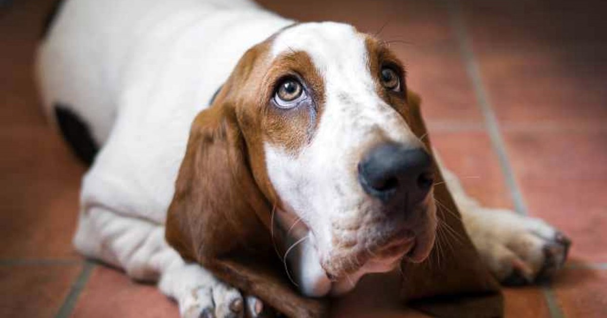 Depressione post vacanze del cane: come fare per tirare su il nostro Fido